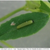 colias hyale larva1 volg3